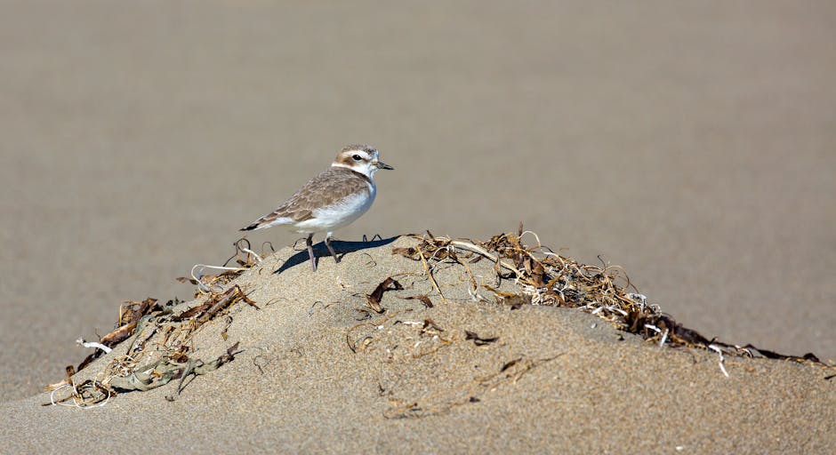 A small brown and white bird, likely a piping plover, stands on a mound of sand on a beach, surrounded by scattered seaweed and dried plant material. The bird has distinctive white eyebrows, a slender beak, and a light-colored belly, with textured feathers on its back and wings that appear slightly ruffled. The sand beneath the bird is smooth, with a natural beige tone, contrasting with the darker, tangled seaweed lying on the mound. The background consists of a neutral, out-of-focus sandy beach environment, creating a calm and natural setting. This scene exemplifies natural coastal wildlife, not related to rubbish removal or waste management services, and is presented with a neutral, observational tone suitable for accessibility and SEO purposes.